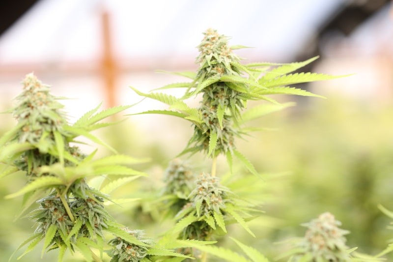 Paul Murray predicts Victoria will be first state to legalise cannabis within four years