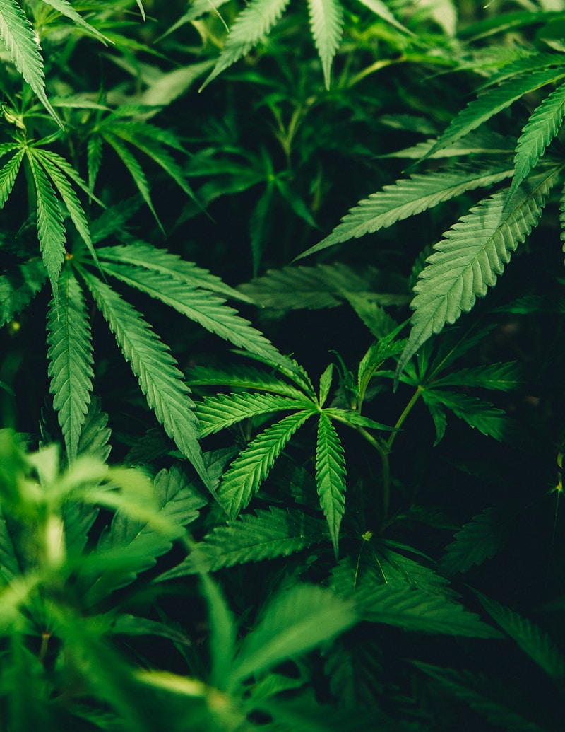 US State Bill to Allow Cannabis Dispensary Drive-Thrus Advances to Assembly Floor Vote