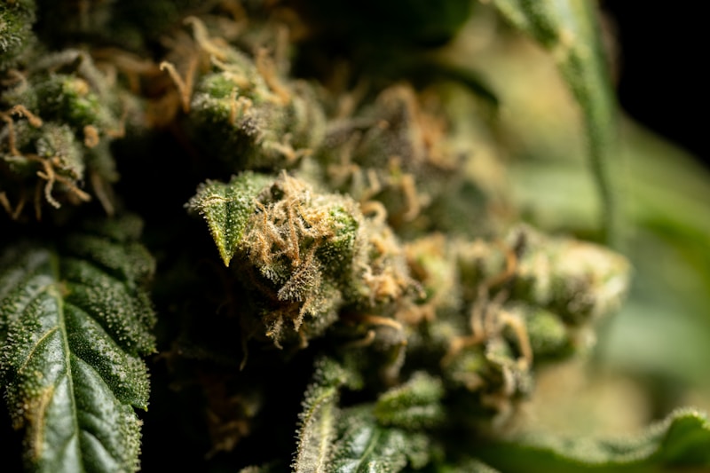 Anti-Cannabis Groups Sue to Block Federal Rescheduling as Lawmakers Weigh Banking and Legalization