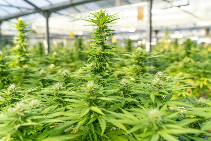 US President Signs Executive Order to Fast-Track Psychedelic Therapies for Mental Health Patients