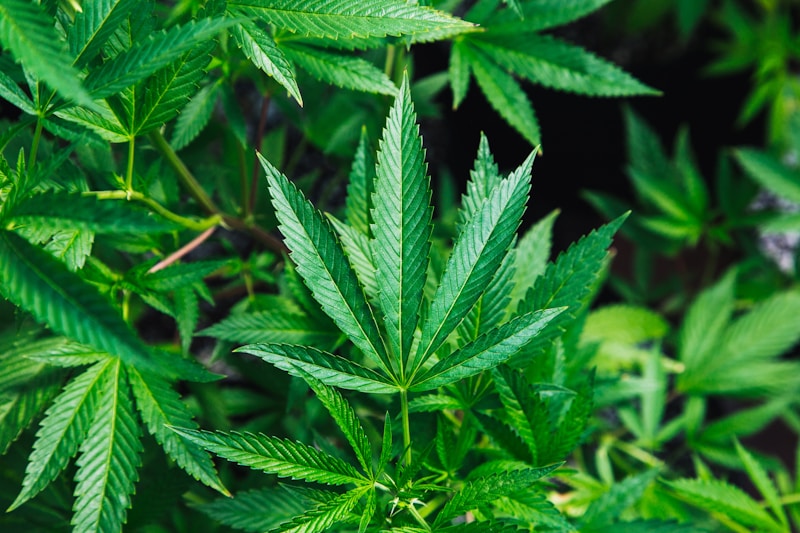 Bipartisan US Lawmakers Press FDA to Accelerate Psychedelic Therapy Reviews