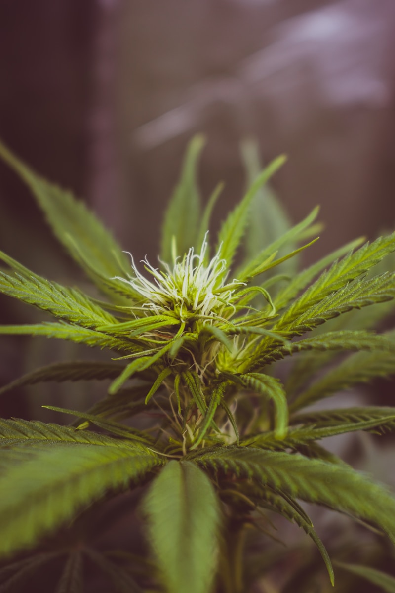 Medicinal Cannabis Documentary Seeks Industry Funding to Push Back Against Negative Coverage