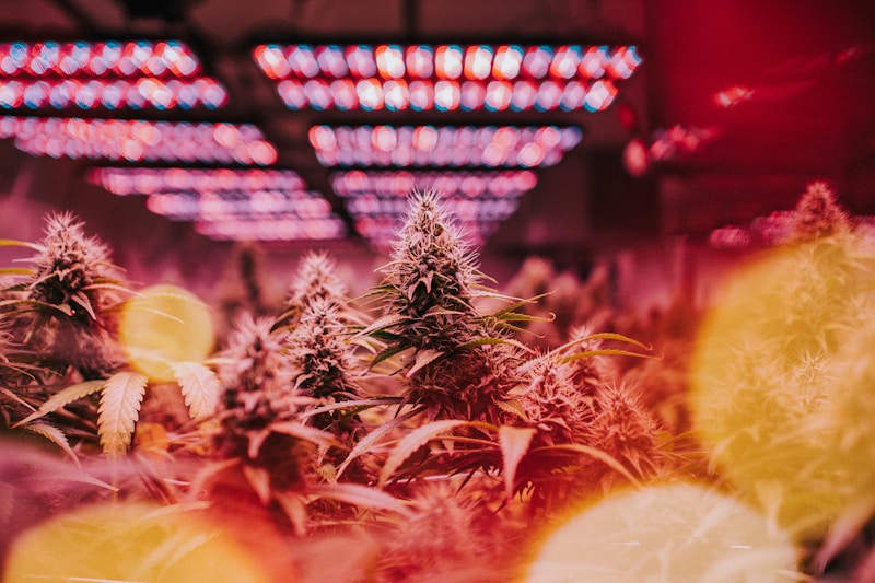 US Drug Czar Clarifies That Marijuana Remains Illegal Despite Federal Rescheduling