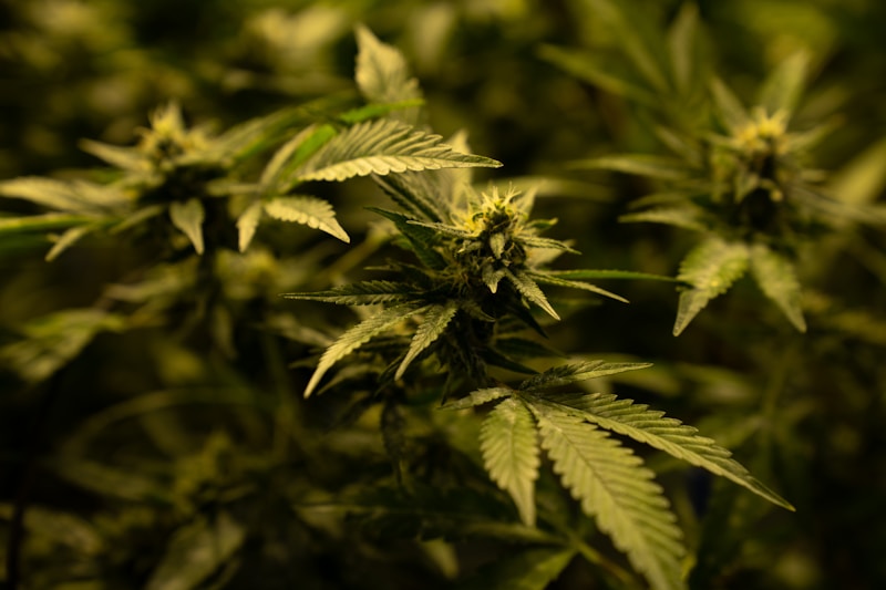 New Study Finds Public Demand for Cannabis Reform Exceeds Current Federal Rescheduling Proposal