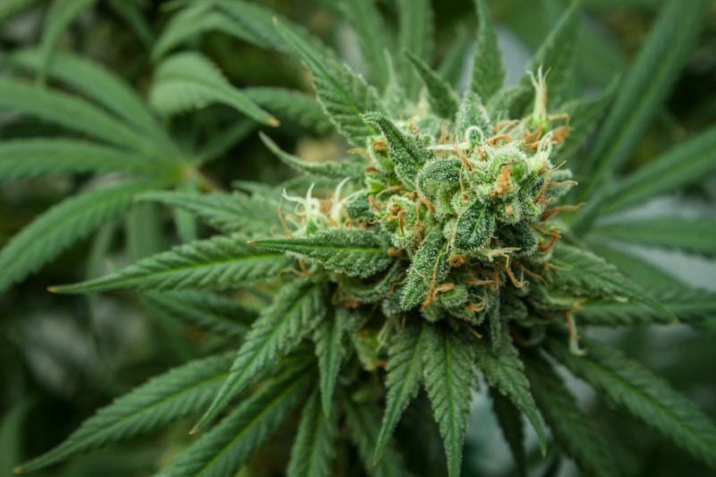 Thailand abandons re-criminalisation push with pledge to regulate adult cannabis use