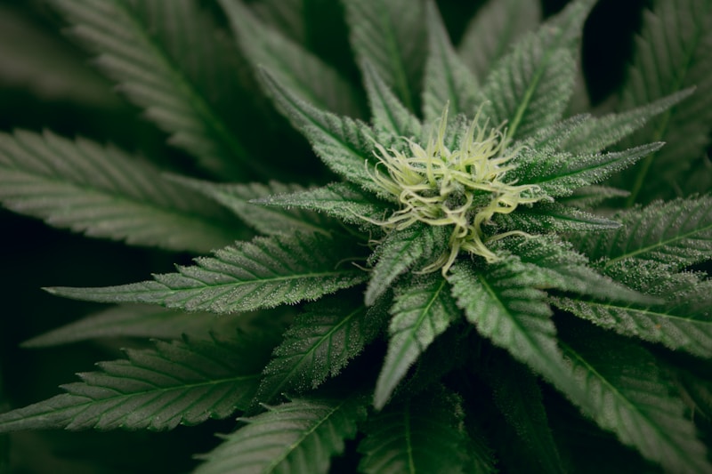 Althea Expands Softgel Capsule Line as New Prescribers Enter Medicinal Cannabis Space