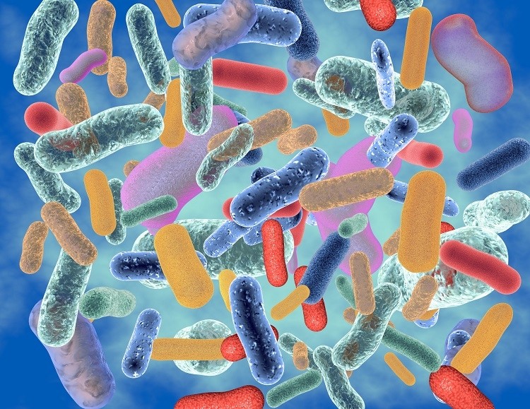 Gut bacteria linked to endocannabinoid levels and depression