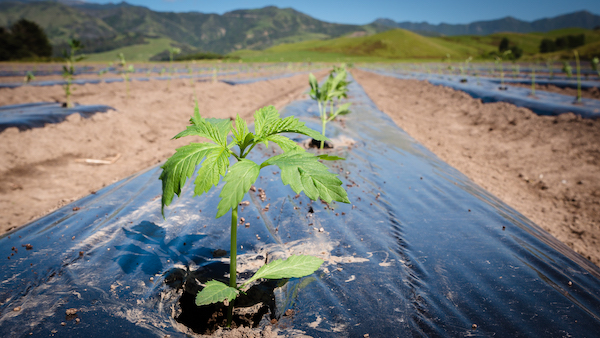 Puro plants New Zealand's largest medicinal cannabis crop