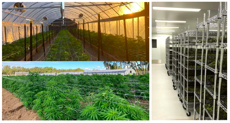 ECS Botanics buys Victorian cultivator Murray Meds