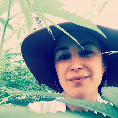 Protected Cropping Australia conference unveils medicinal cannabis focus with special discount rates