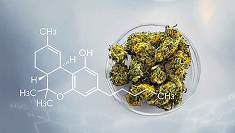 Quality-of-life study adds more weight to positive effects of medicinal cannabis