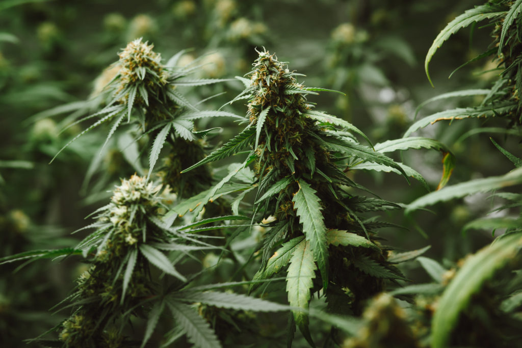 Thai cannabis growers urge Australian buyers to pay fair prices for flower