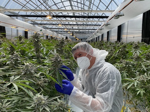 ANTG secures ODC permits to expand cultivation and manufacturing at Brisbane site