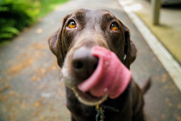 Bid to increase veterinary access to medicinal cannabis hits buffers
