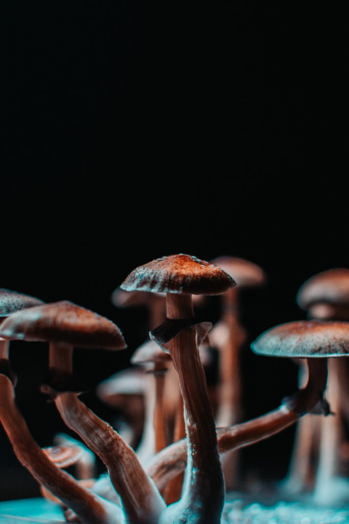 CSIRO starts work on medicinal psychedelics