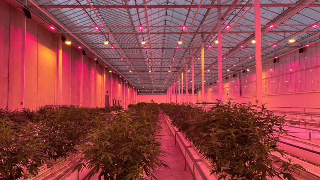 Industry Updates: Cann Group, Hey Bud, and Gamma Biomedical