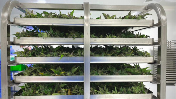 Harvesting gets underway at Cann Group’s Mildura facility