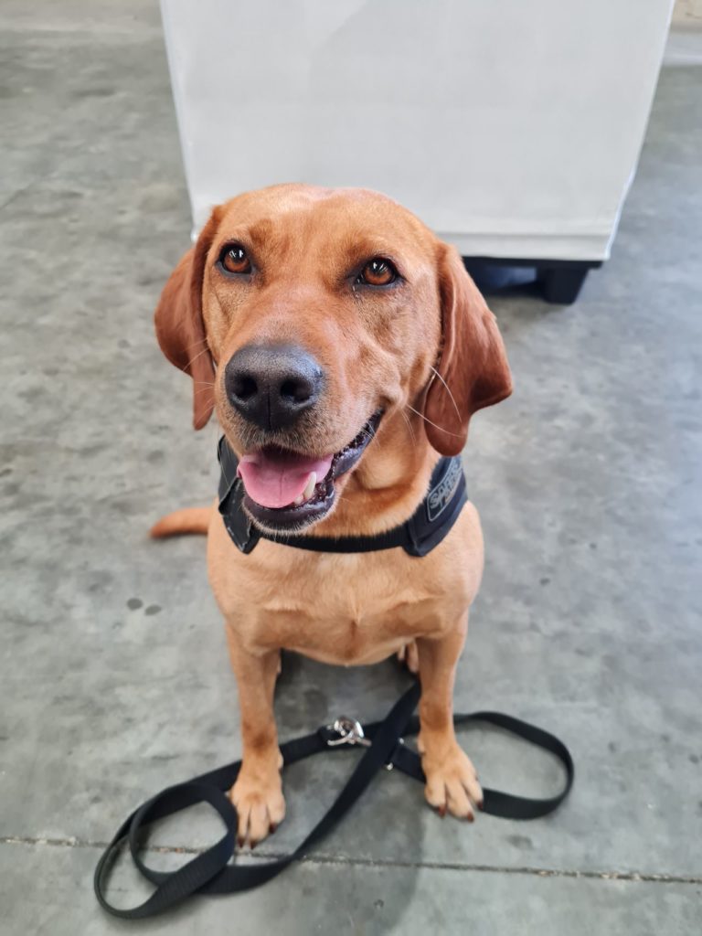 Cannabis sniffer dogs have had their day in New Zealand