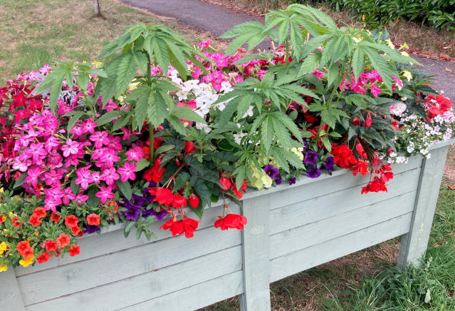 English village goes green