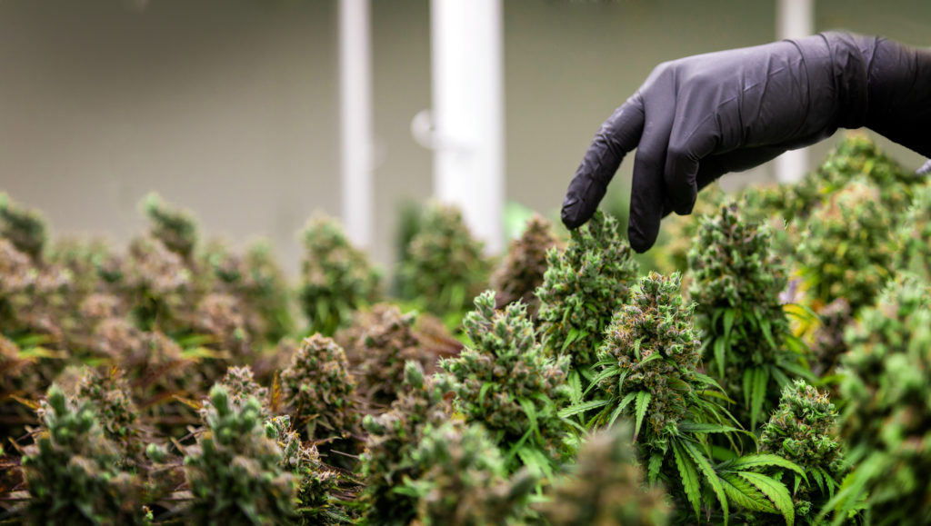 TGA calls on cannabis companies to follow recall procedures after Cannatrek acted without notifying regulator
