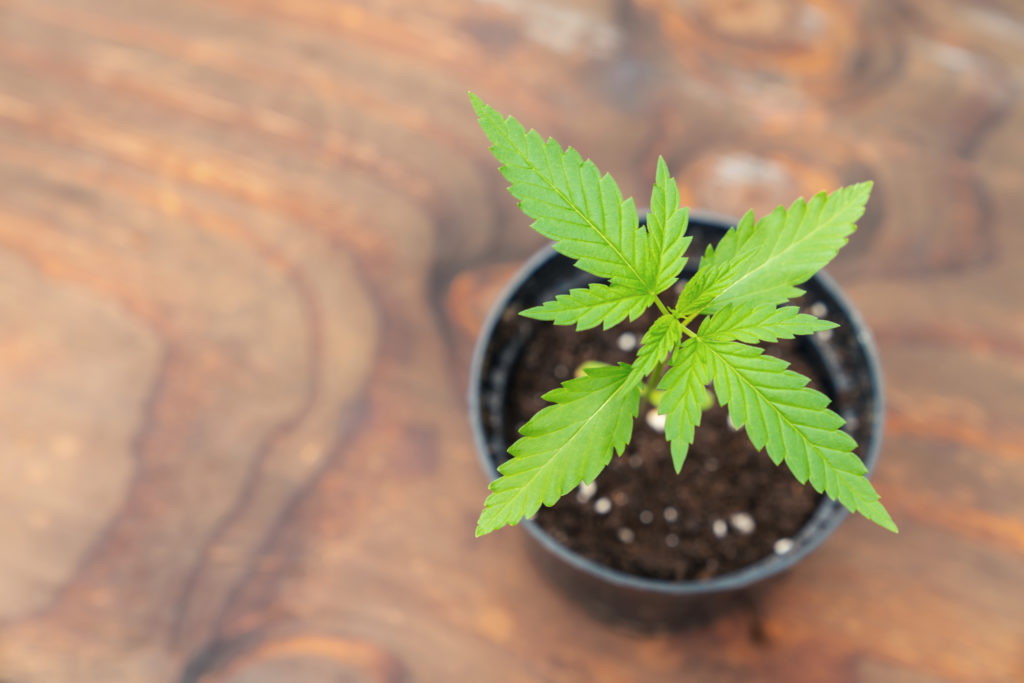 How cannabis plants evolved to produce THC, CBD and CBC, according to new research
