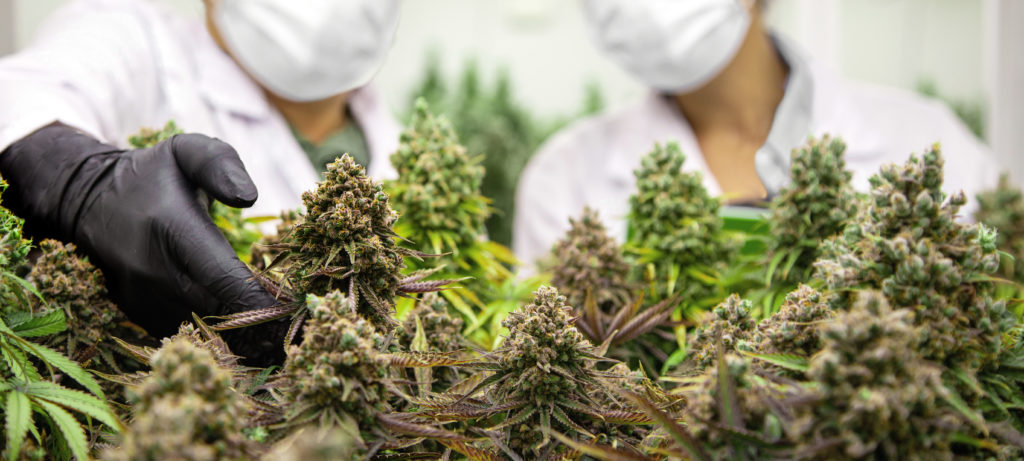 Dried Cannabis Flower Is Booming — But Is Australia Running a Shadow Recreational Market?