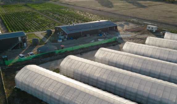 ECS Botanics Records 50% Yield Jump From Upgraded Crop Enclosures