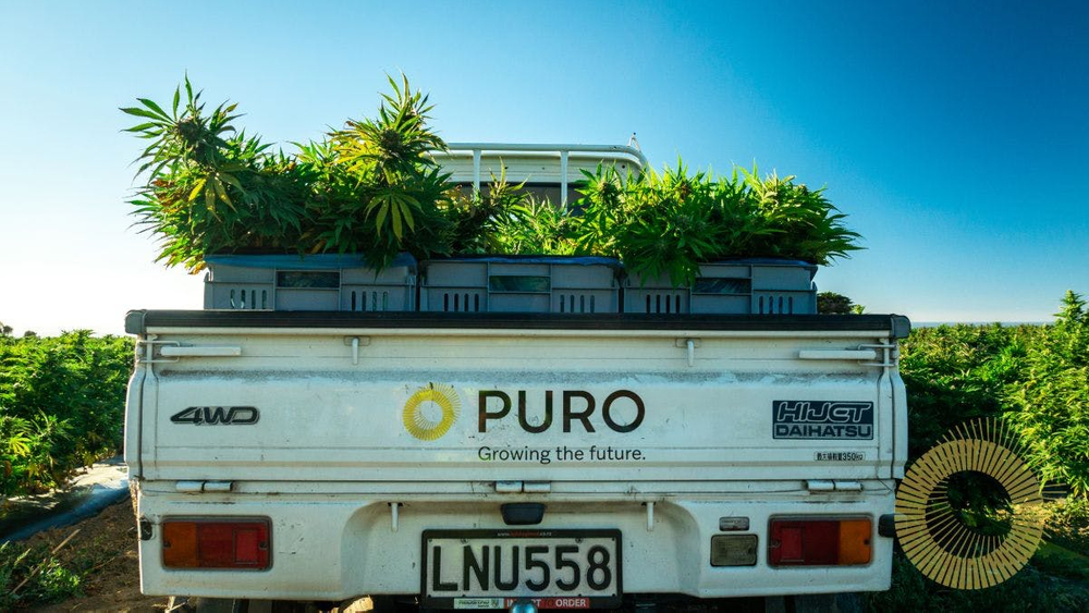 Puro and Medical Kiwi team up for European export program