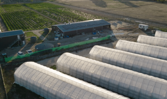 ECS Botanics secures nearly A$12m in dried flower supply contracts