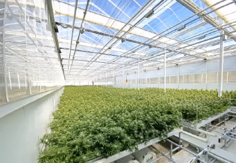 Cann Group's New CEO Sets Sights on Scaled-Up Production and Profitability