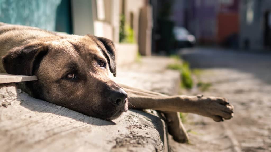 Stoned Dogs Flood New York Vet Clinics as Cannabis Sommelier Job Draws Global Interest