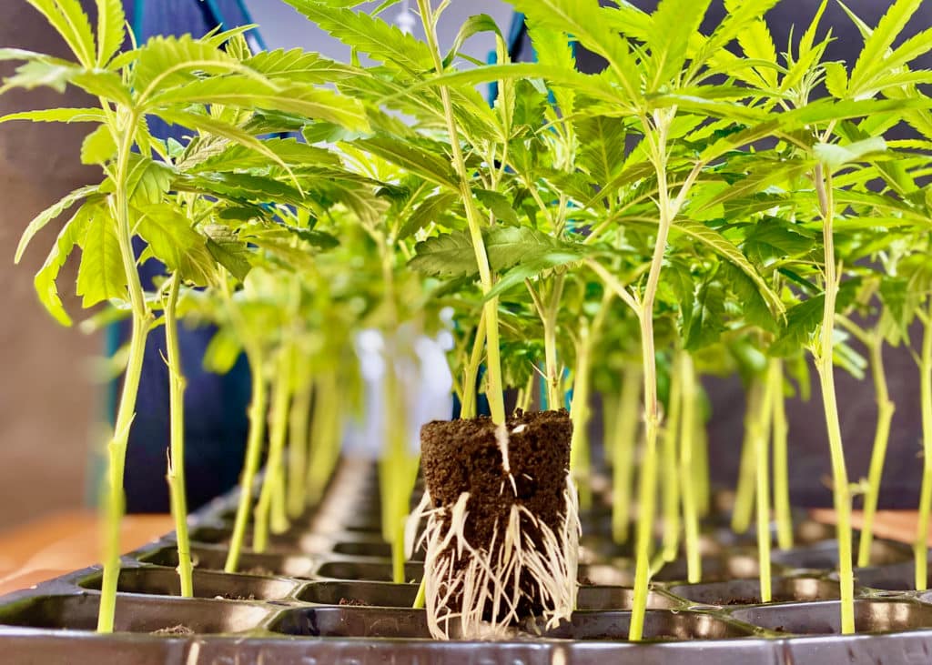 TGO 93 Reforms Open Doors for Australian Cannabis Cultivators — If They Avoid the Early Mistakes