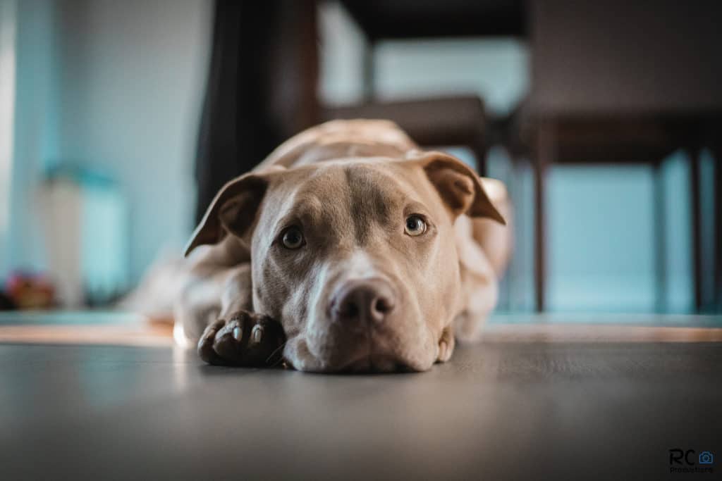 New Research Strengthens Case for CBD in Treating Anxiety in Dogs