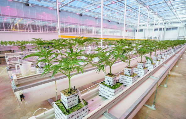 Cann Group Secures NAB Interest Deferral; Vitura Health AGM Outcomes
