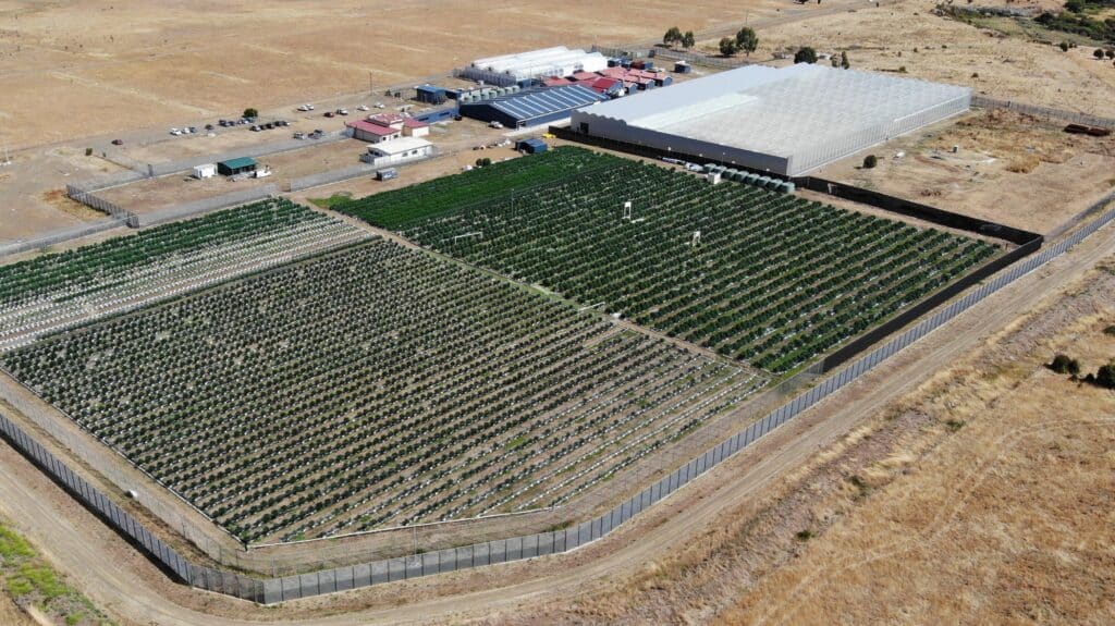 How Tasmanian Botanics Built a Profitable Cannabis Business by Staying Local and Keeping It Simple