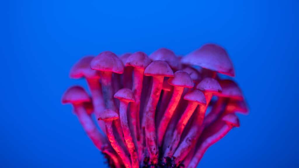 Vitura Health delivers GMP psilocybin to patient outside clinical trial in Australian first