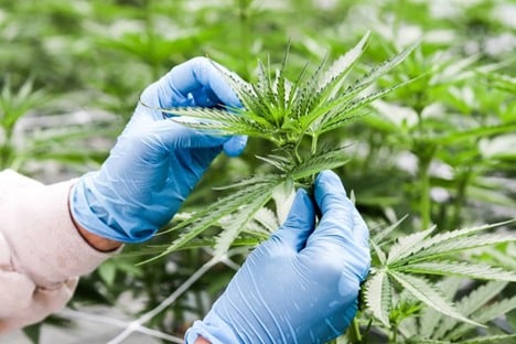 Cannatrek fined $99,000 by ODC over medicinal cannabis licence breaches