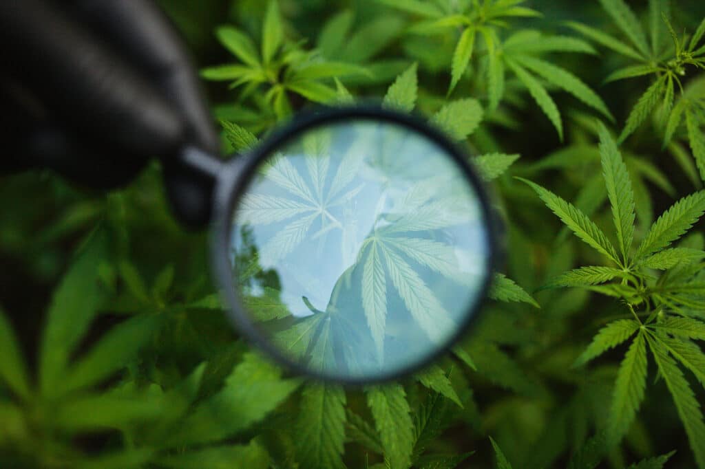 Victorian Government Backs Most Hemp Industry Reform Recommendations