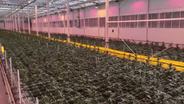Cann Group targets EBITDA breakeven within two years after revenue more than doubles in FY23