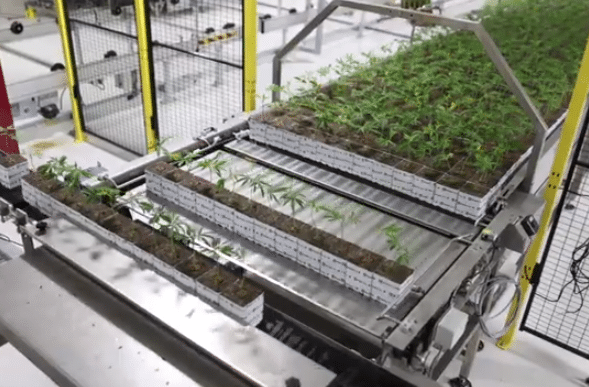 Cann Group Seeks A$15m Equity Injection from New York Investor Obsidian Global Partners
