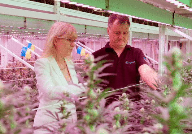 Queensland cannabis grower Medicinal Harvest takes the slow-and-steady path to expansion