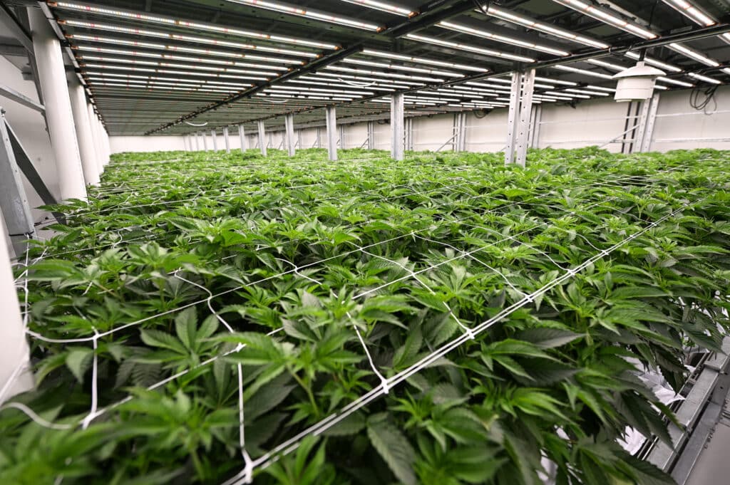 Medcan unveils A$12m Queensland facility set to double annual cannabis output