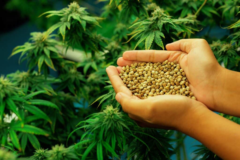 AgriFutures Australia commits A$2.5m to industrial hemp research as global market approaches $18.6bn