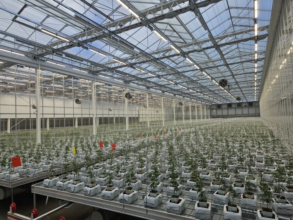 Tasmanian Botanics Begins Production at Expanded 1.1 Hectare Greenhouse Facility