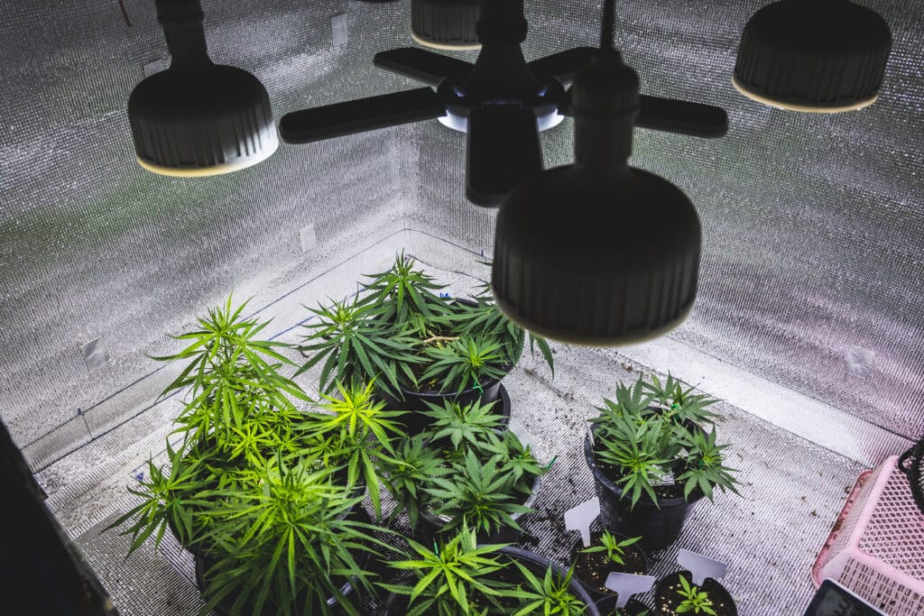 Majority of Victorians Back Cannabis Regulation Over Criminalisation, Survey Finds