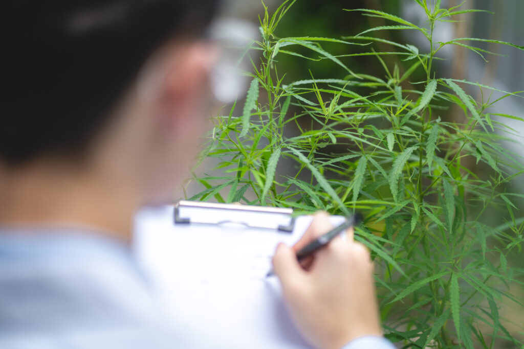 Federation TAFE to offer accredited medicinal cannabis training in regional Victoria