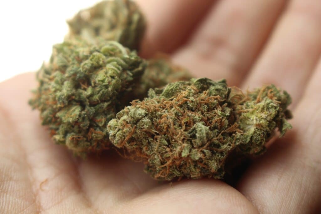Biosecurity Rule Changes to End Destruction of Small Medicinal Cannabis Flower Imports
