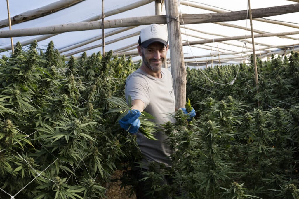Industry Roundup: AMCA Sub-Groups Consolidate; Cannatrek Loses NSW Manager; Bod Science Cash Flow Rebounds; MCA Enters Budget Market; Peak Canada Debuts Own THC Drink Brand