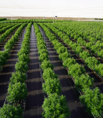 South Australian Cannabis Producer MedTEC Pharma Approaches First Commercial Harvest