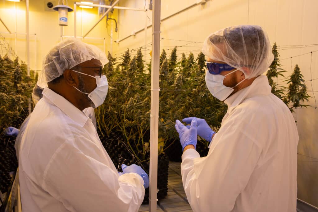 Puro New Zealand hosts Vanuatu Prime Minister in Push to Strengthen Asia-Pacific Cannabis Ties